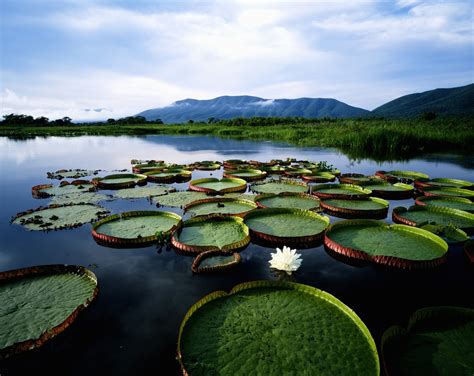 bioma pantanal